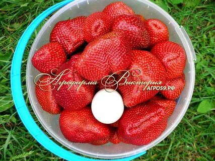 Клубника большая медведица описание отзывы