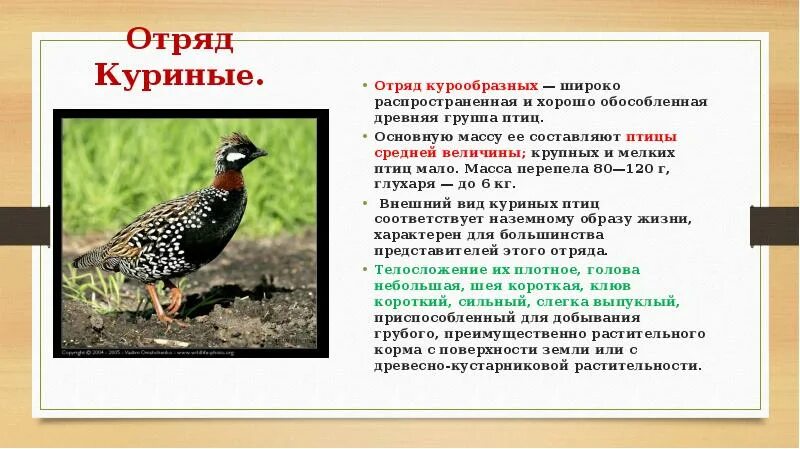 Значение птиц биология 7 класс. Признаки отряда Курообразные. Отряд Курообразные представители птиц. Отряд Курообразные (galliformes). Отряд Курообразные характеристика.