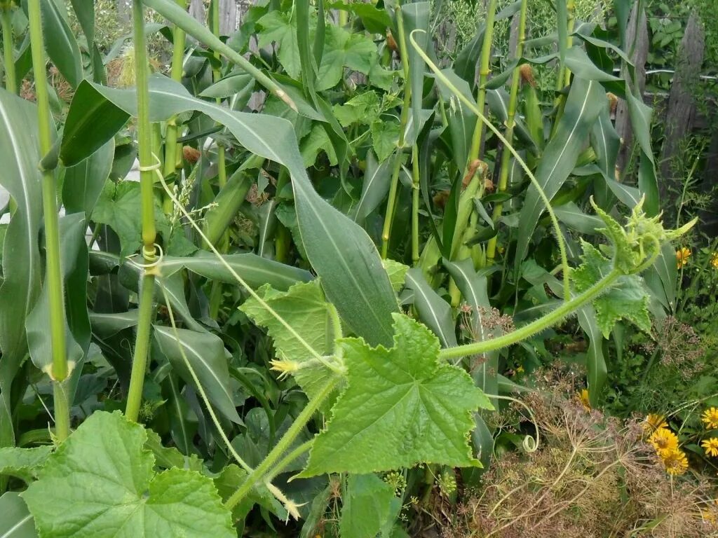 Кукуруза в огуречной грядке. Огурцы кукуруза. Огурцы в открытом грунте. Опора для огурцов.