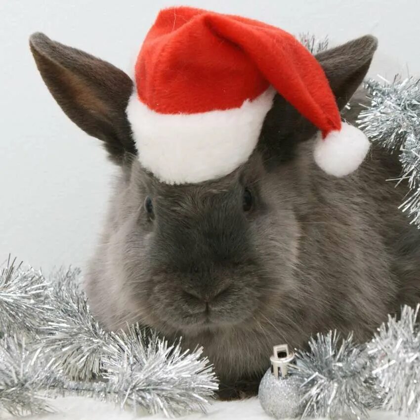 Новогодний кролик. Новогодний заяц. Кролик новый год. С новым годом кролика. Фото символов года