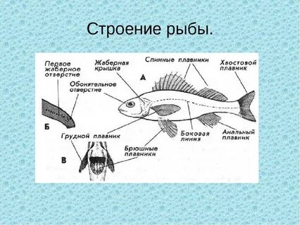 Строение рта рыбы