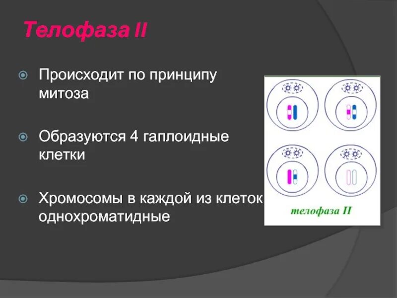 Телофаза однохроматидные. Телофаза 2 происходит по принципу митоза. Телофаза мейоза 2. Телофаза 2 мейоза хромосомный набор. Гаплоидный набор хромосом клетки образуется в результате