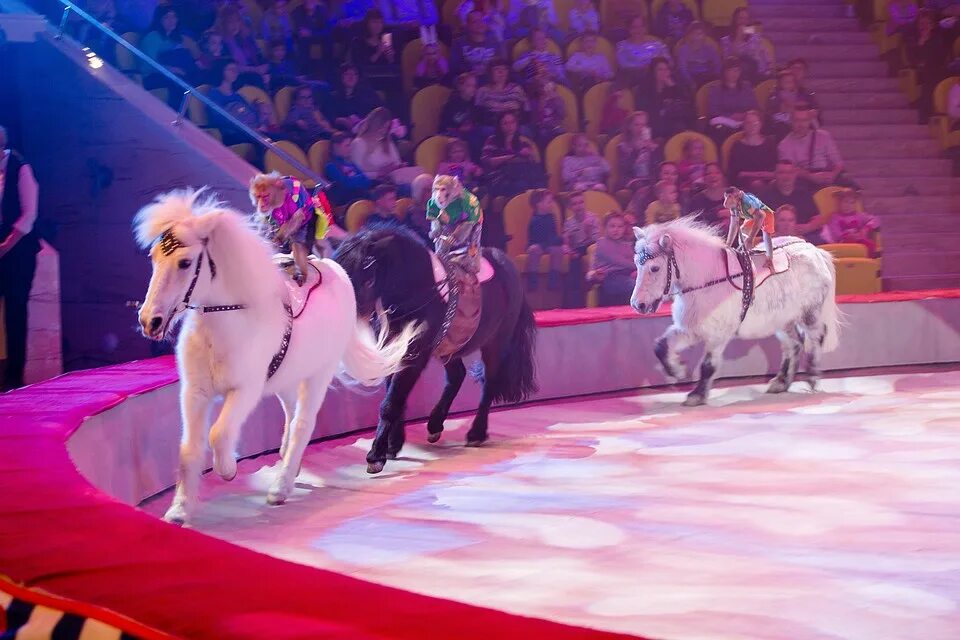 Ростовский государственный цирк. Цирк шапито арена макао. Цирк ростов-на-дону шоу. Цирк ростова на дону. Представление ростовского цирка.