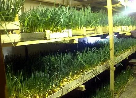 Какой лук можно посадить на зелень