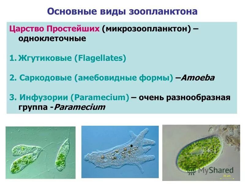 Зоопланктон трофический уровень. Царство протисты. Жгутиконосцы и инфузории.