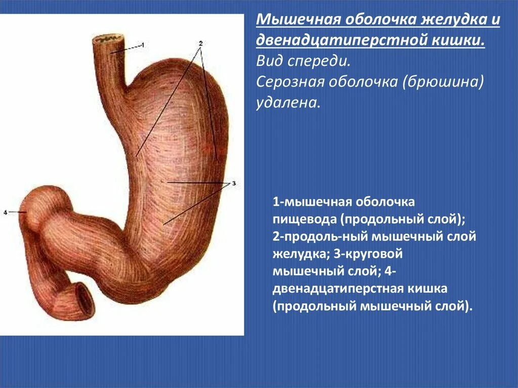 Мышечная оболочка желудка. Слои мышечной оболочки желудка. Серозная оболочка желудка. Строение оболочки желудка