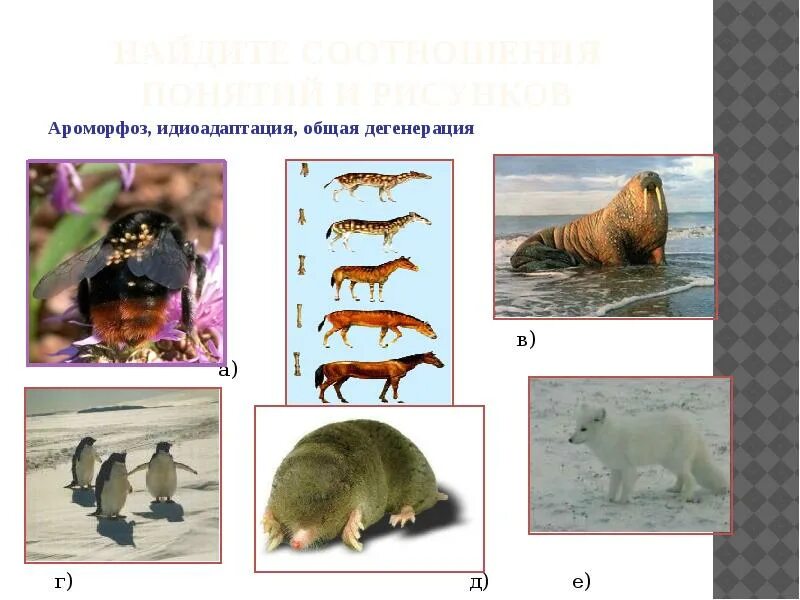 Ароморфоз адаптация. Ароморфоз идиоадаптация дегенерация. Ароморфоз идиоадаптация общая дегенерация. Ароморфоз идиоадаптация дегенерация примеры. Адаптация идиоадаптация общая дегенерация.