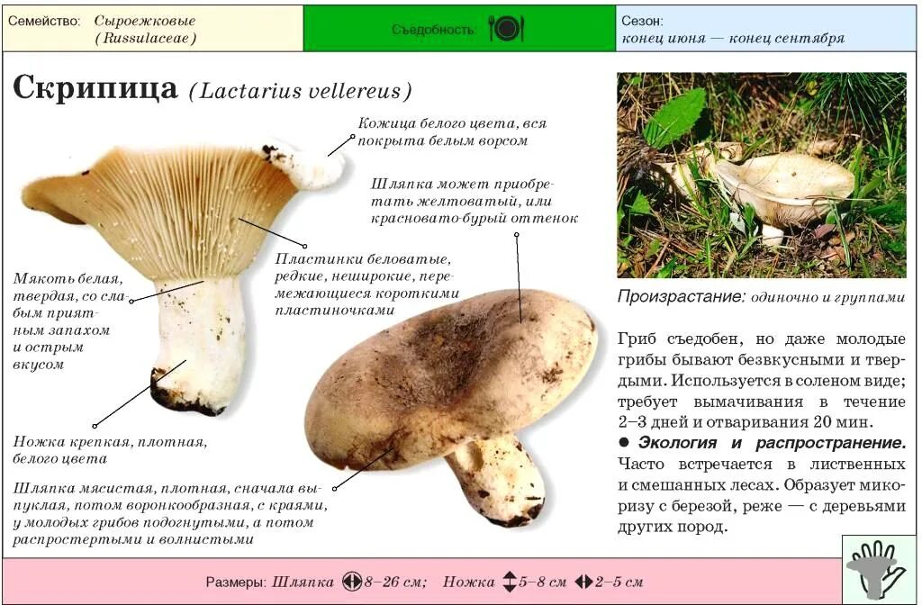 Как отличить белый. Ложный белый груздь и описание. Груздь шляпка снизу. Груздь белый ложный скрипица. Грузди белые фото и описание и ложные.