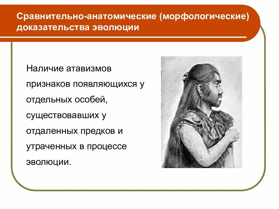 Какие доказательства эволюции относят к сравнительно анатомическим. Сравнительно-анатомические доказательства эволюции. морфологические (сравнительно-анатомические) доказательства. сравнительно-анатомические доказательства макроэволюции. морфологические доказательства эволюции.