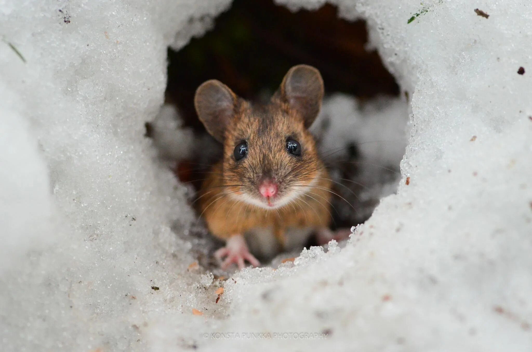 Мыши живущие в лесу. Мышь полевка зимой. Полёвка зимует. Норка мышки полевки зимой.