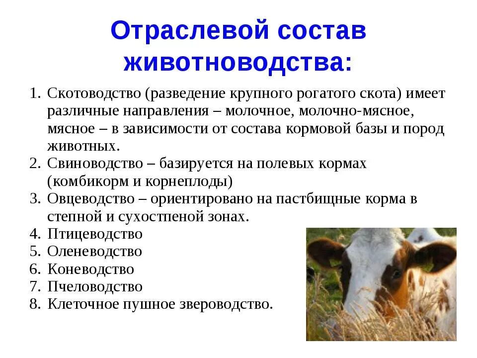 Особенности развития животноводства. Скотоводство характеристика. Отраслижовотноводства. Особенности отрасли скотоводства. Разведение мелкого рогатого скота.