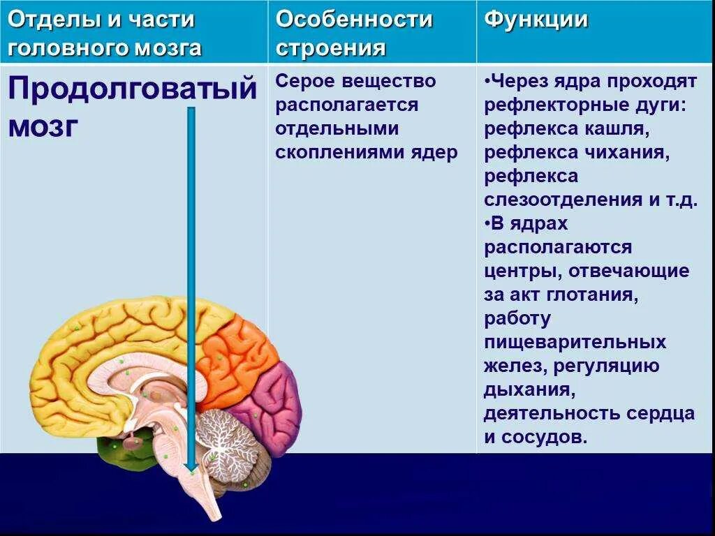 Структура мозга человека и функции. Отделы головного мозга продолговатый мозг. Продолговатый мозг отделы и функции. Функции продолговатого мозга мозга кратко. Функции продолговатого отдела головного мозга.