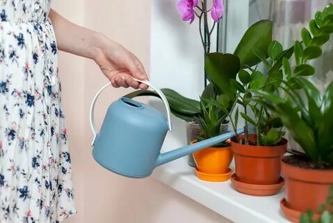Вода для комнатных цветов