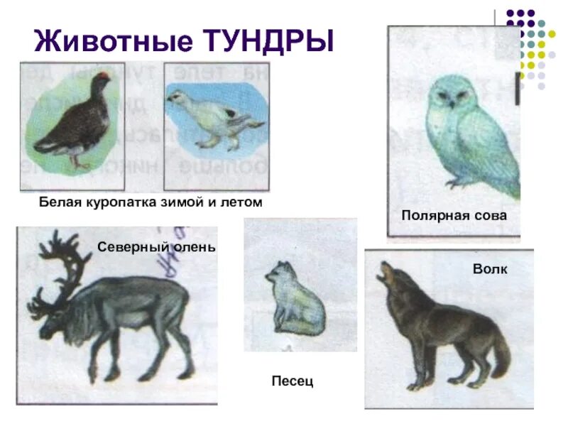 Самым главным животным тундры является северный. Цепь питания в тундре. животные тундры рисунок. животный мир тундры рисунки. тундра летом и зимой рисунки.