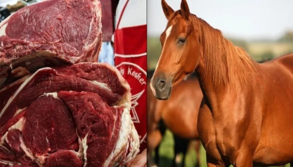 Есть мясо конины. Лошадь м.
