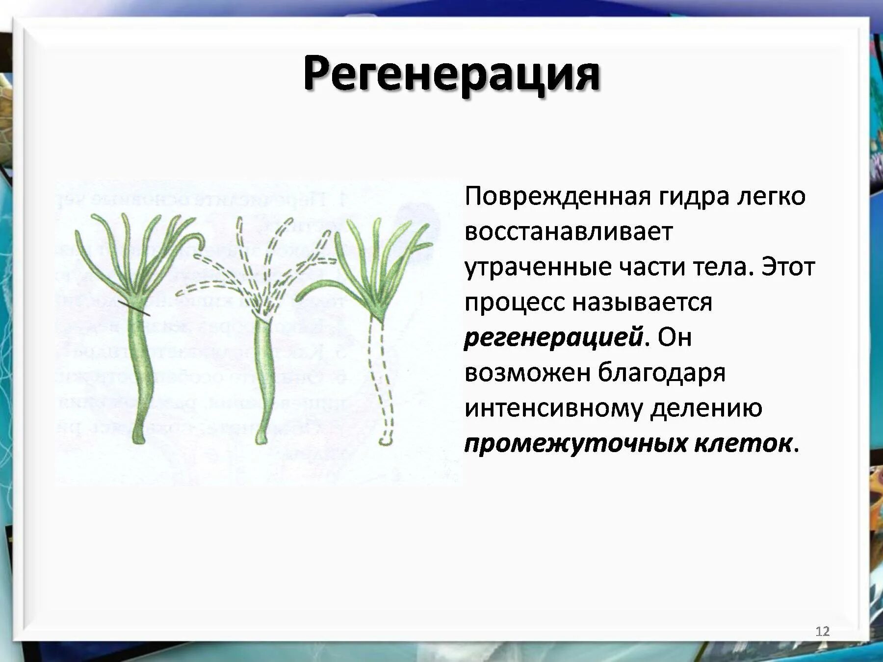 Какие клетки у кишечнополостных обеспечивают процесс регенерации. Регенерация гидры пресноводной. Размножение гидры пресноводной. Схема регенерации гидры. Регенерация кишечнополостных.