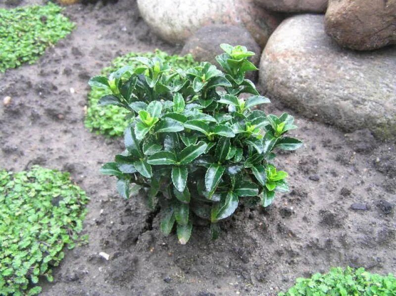 Бересклет форчуна. Бересклет японский бенкомасаки эректа. Бересклет гринспайр. Бересклет ауреомаргината. Бересклет альбомаргинатус.