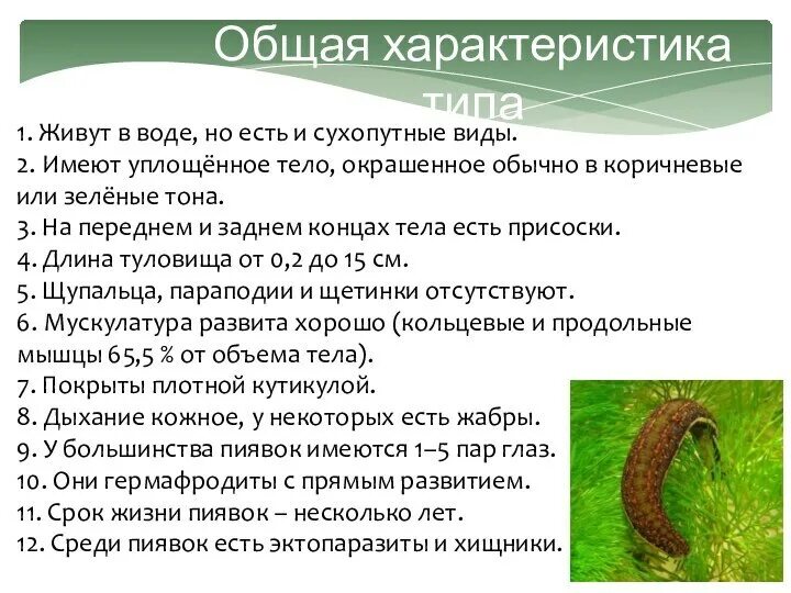 Пиявка относится к типу кольчатые черви. Пиявка доклад характеристика. кольчатые черви пиявки строение. тип кольчатые черви класс пиявки. пиявки общая характеристика.