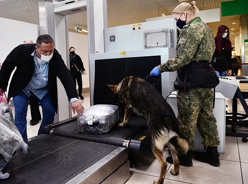 Взрыв в пулково. Пулково досмотр. Безопасность в аэропорту. Таможенный досмотр с собакой.