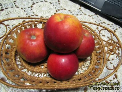 Яблоня любимая