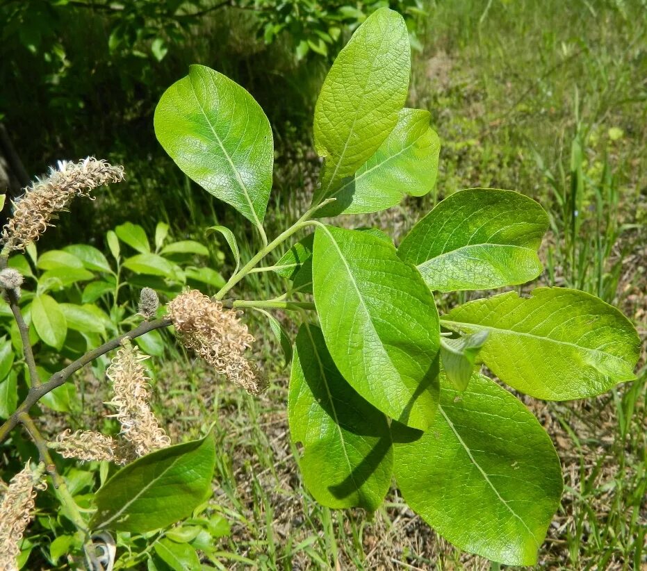 Ива козья фото. Ива козья salix caprea. ива козья бредина. ива козья (бредина) – salix caprea. ива бредина.