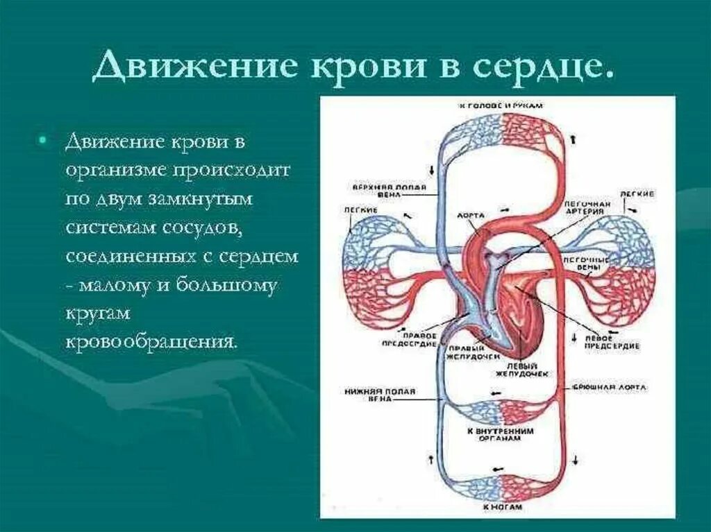 По большому кругу кровообращения течет