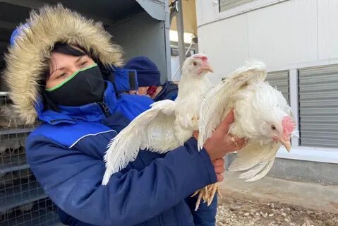 Кировская птицефабрика