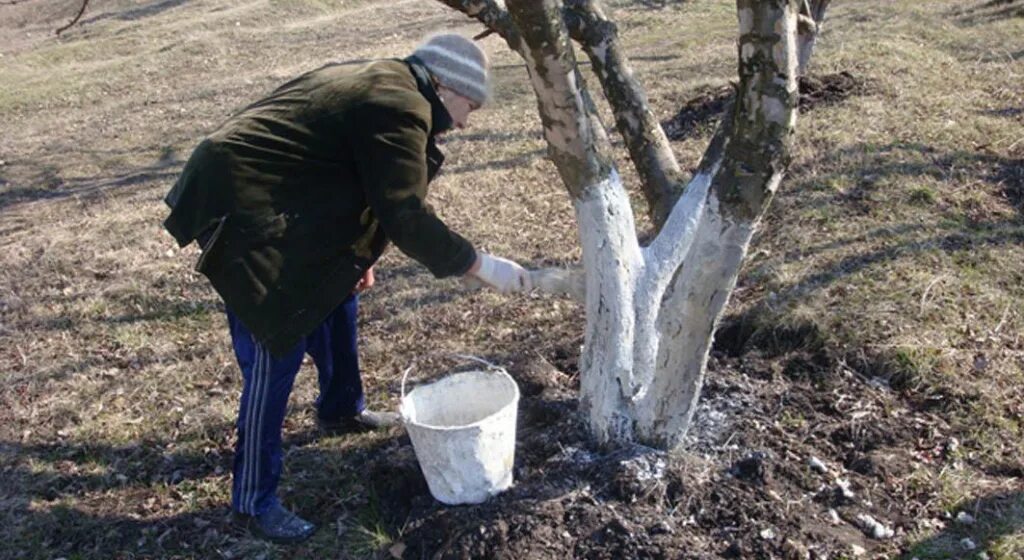 Побелка штамбов деревьев. Побелка плодовых. Весенняя побелка плодовых деревьев. Побелка деревьев в саду зимой. Какие работы проводить в саду в апреле