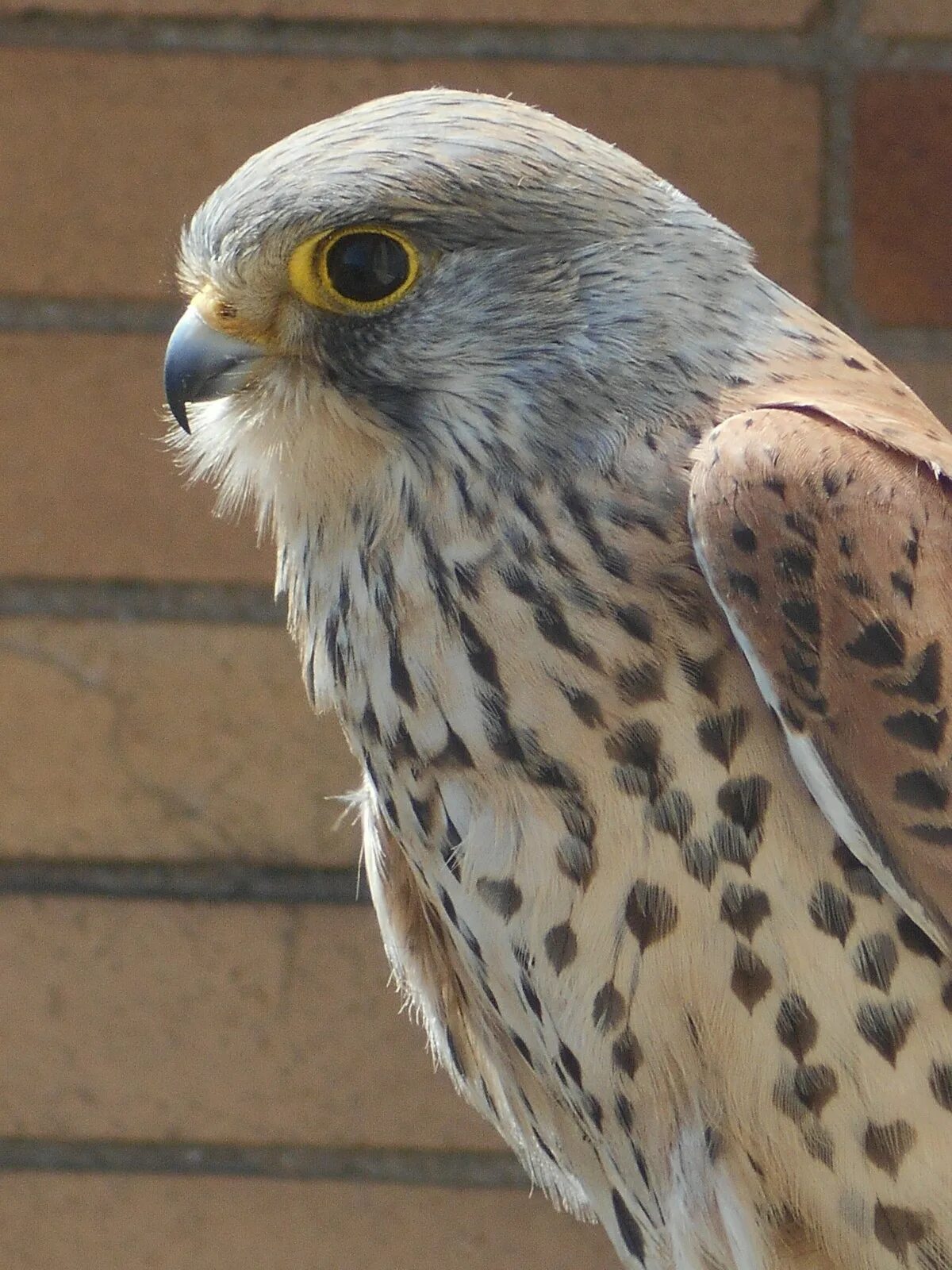 Ястреб халзан. Ястреб тетеревятник сапсан. Сокол пустельга обыкновенная. Buteogallus coronatus. Сокол сапсан фото.