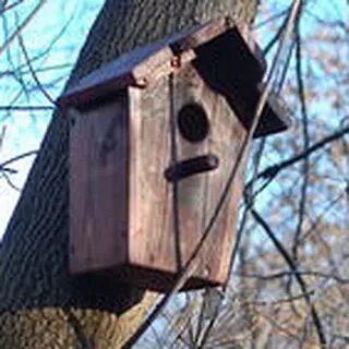 Почему опустел скворечник