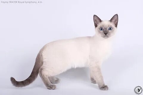 Питомник тайских кошек