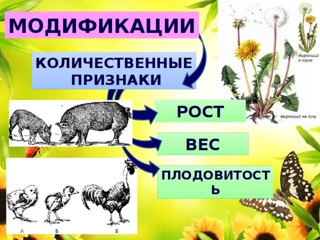 Признаки организма количественные и качественные. Количественные признаки изменчивости. Количественные признаки примеры. Количественные признаки организма. Количественные признаки животных.