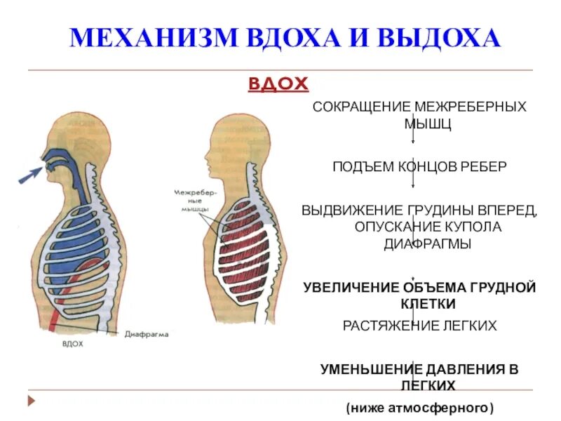 Мышечная система диафрагма. Механизм вдоха и выдоха анатомия. Механизм вдоха и выдоха схема. Вдох и выдох биология 8 класс. Схема процесса вдоха.