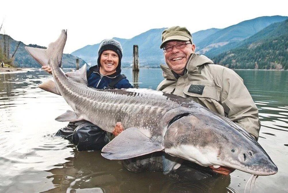 севрюга рыба. балтийский осетр. осетры осетрообразные. острорылая стерлядь. севрюга (acipenser stellatus).