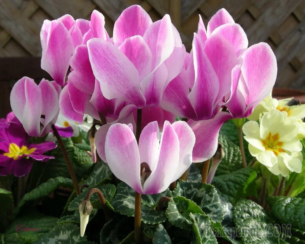 цикламен пурпурный. цикламен душистый европейский. цикламен европейский. цикламен европейский. цикламен европейский.