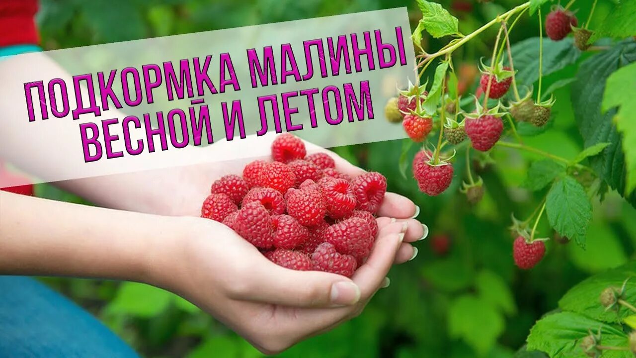 Подкормка малины удобрениями