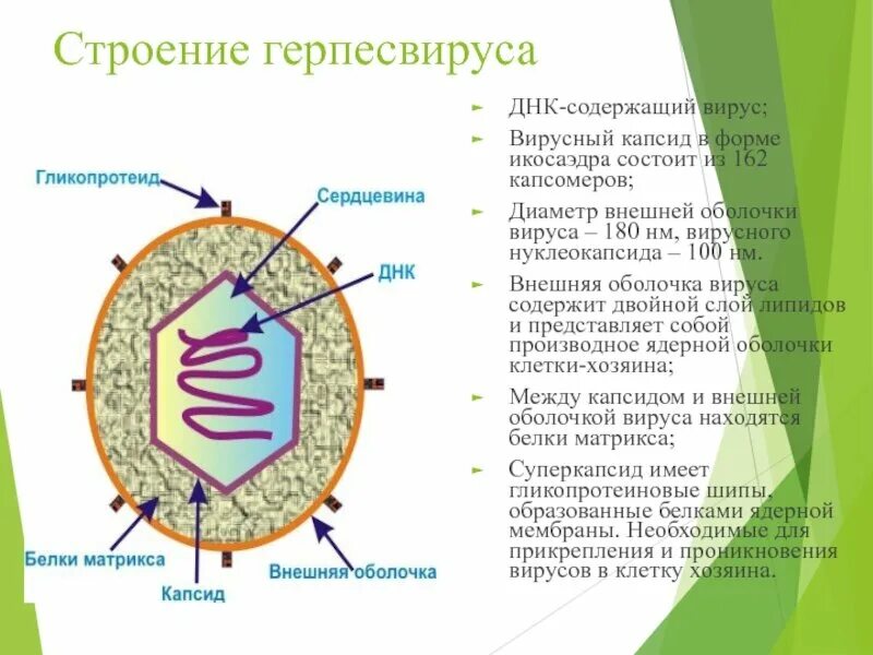 Белковый капсид. Строение вируса оболочка капсид. Вирус простого герпеса строение. ДНК содержащие вирусы строение. Структура вируса герпеса.