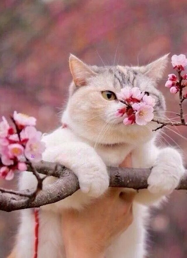 Ждем весну картинки прикольные. Весенние коты. Коты весной.