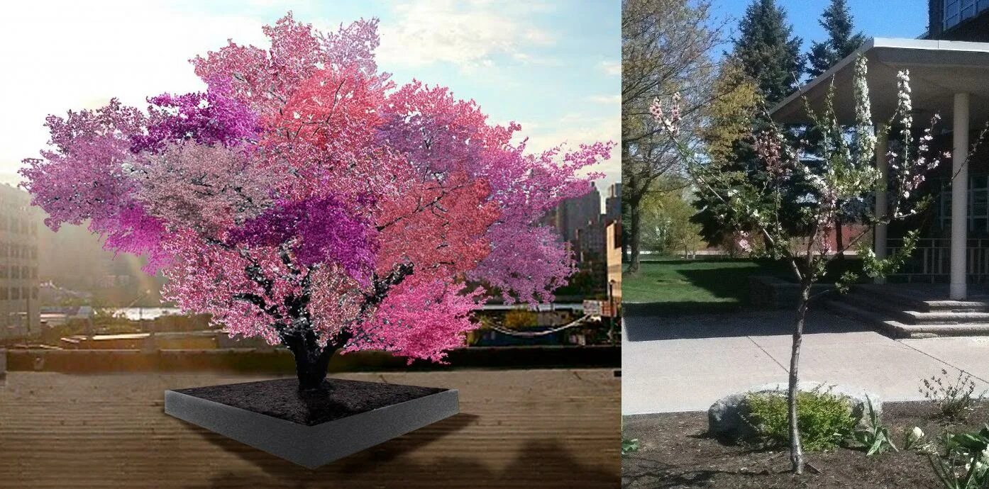 Tree 40