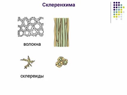Какой тип растительной ткани представлен