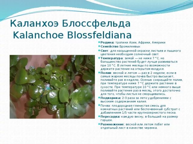 Каланхоэ Родина растения. Комнатное растение каланхоэ Родина растения. Опишите особенности растений каланхоэ и аспарагуса