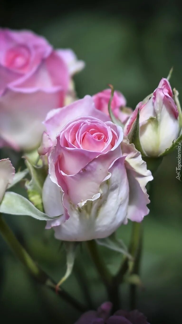 маленькие розочки живые. красивые чайные розы букеты. шикарные цветы. красивые букеты цветов на столе. пионы и розы персиковые.