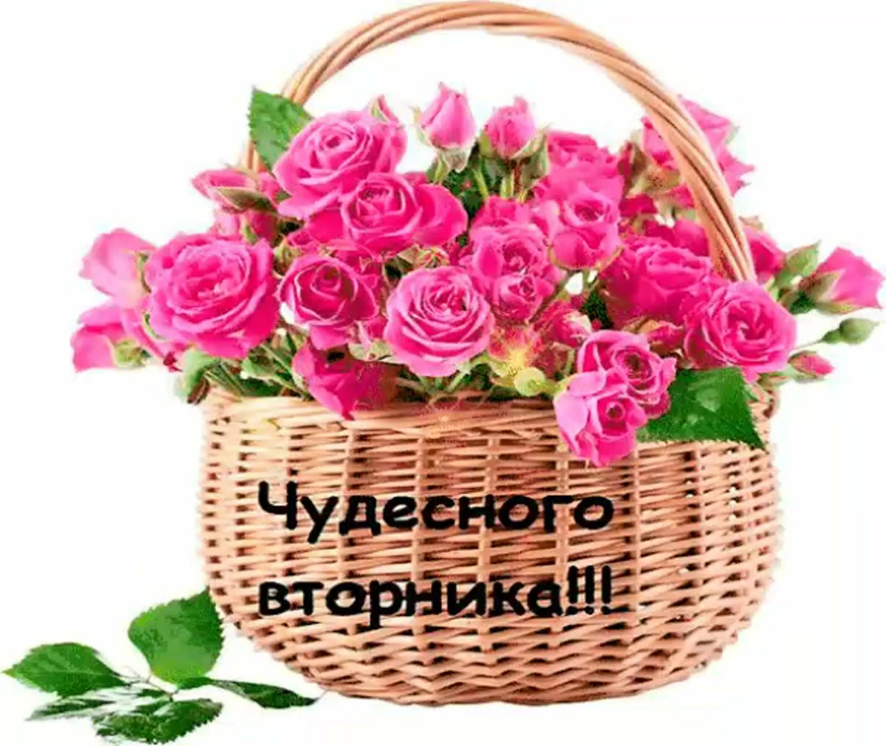 Доброго вторника цветы