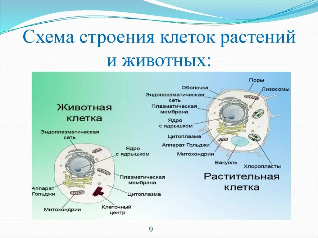 Опишите строение клетки