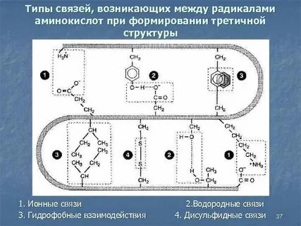 Водородные связи гидрофобные