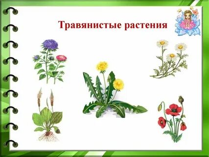 Травянистые растения 2 класс окружающий мир