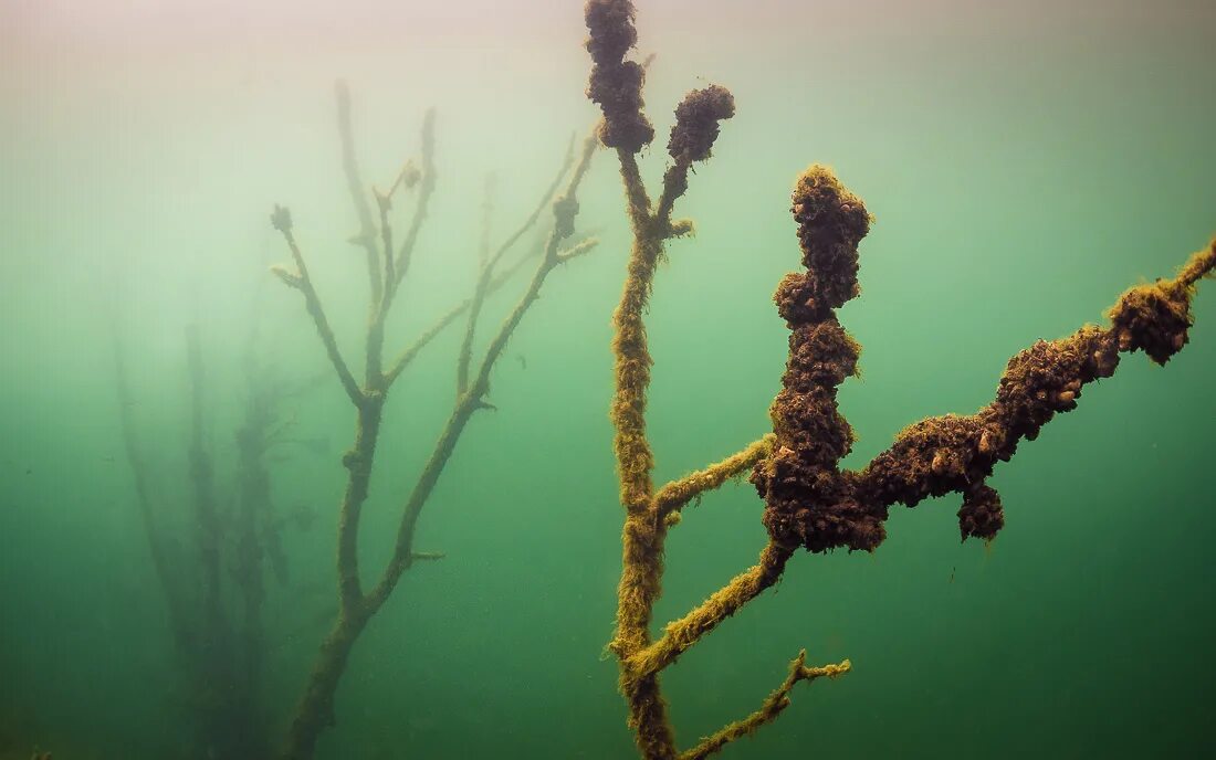 Химические водоросли. Доломитовые водоросли. Химические водоросли проект. Водоросли Минимализм.