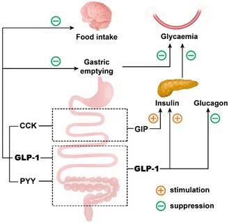 Пептида glp 1