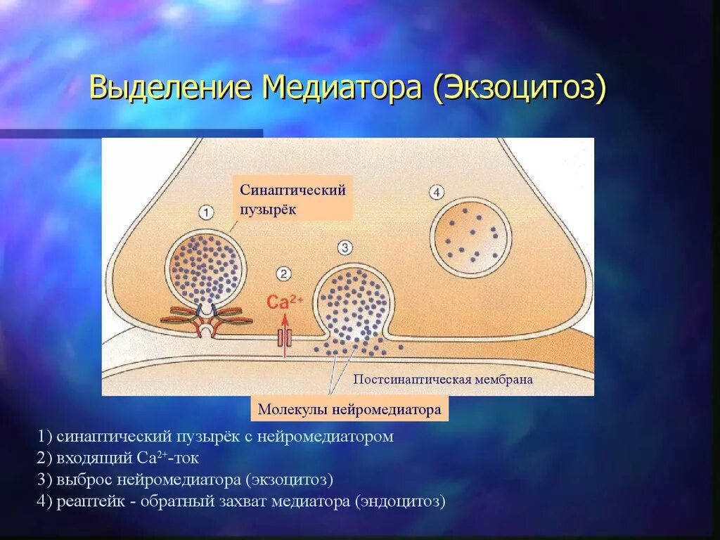 Экзоцитоз нейромедиатора. Синаптический пузырек. Синаптические пузырьки с медиаторами. Механизм экзоцитоза медиатора.