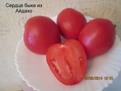 Сердце быка